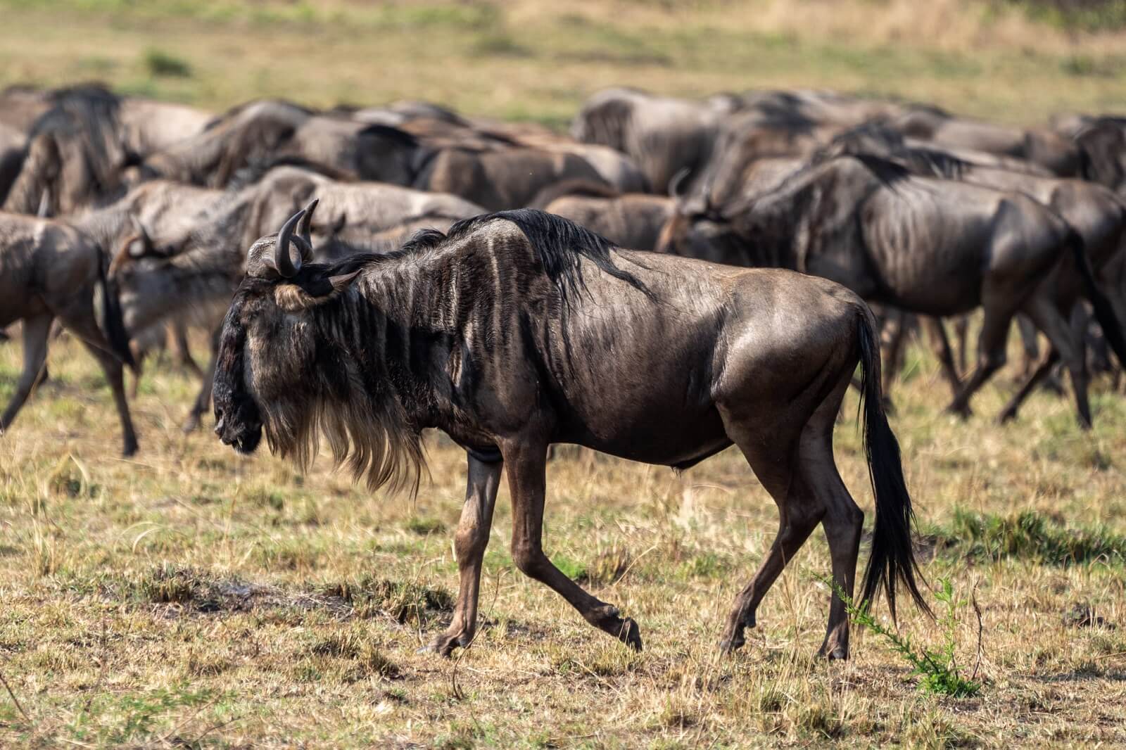 Great Migration Safari