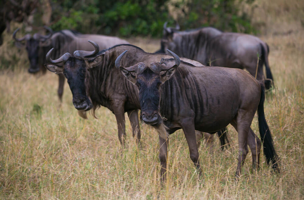 Tanzania Safari